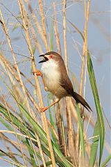 Yellow-eyed Babbler